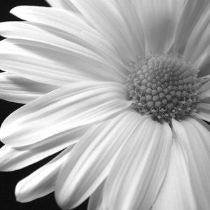 Meet your Posher, Darcy